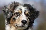 BERGER AUSTRALIEN PUPPIES 415